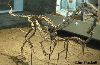 Photo Of Coelophysis Bauri Taken By Jim Puckett In The Dinosaur Hall Of Prehistoric Journey At The Denver Museum Of Na Nature Museum Denver Museums Dinosaur