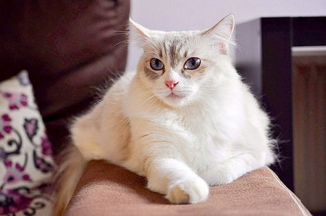 Niebla Gatita Cruce Siamesa Pelo Semilargo Ojos Azules Muy Dulce Nacida En Marzo 13 Necesita Hogar Valencia Ojos Azules Gatos Uñas Azules
