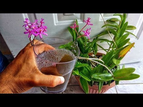 196 Esto Hará Que Tu Orquidea Florezca Como Nunca Fertilizante Líquido Casero Par Fertilizante Para Orquideas Plantas De Orquideas Cultivo De Orquídeas