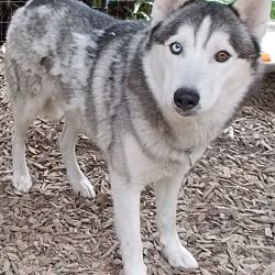 Pin By Rubilee Dykes On Adoptable Pets Siberian Husky Mix Husky