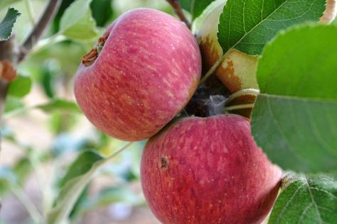 White Doyenne Pear With Images Fruit Trees Tree Nursery White Doyenne Pear With Images