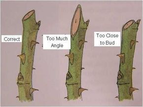 Pin By Co Haller On Gardening When To Prune Roses Pruning Roses Knockout Roses