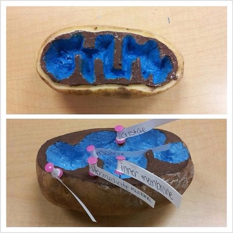 10+ Cell project ideas | cells project, biology projects, cell model