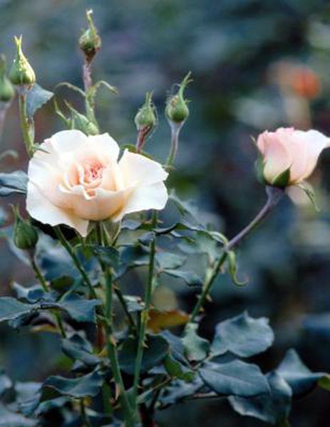 How To Prune Roses In Winter 9 Steps With Pictures Wikihow Rose Cuttings Pruning Roses Types Of Rose Bushes