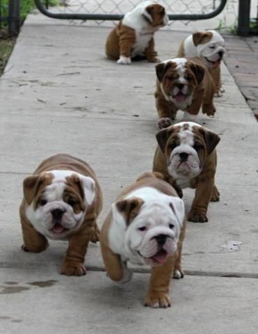 Acquire Excellent Pointers On Bulldogs They Are Actually Offered