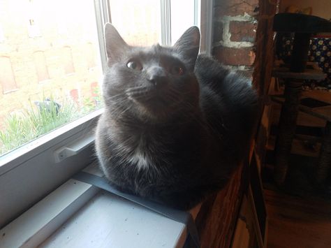 displeased with the new second cat loaf catloaf pinterest cat displeased with the new second cat loaf catloaf pinterest cat
