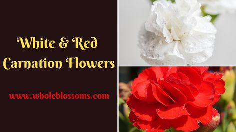 White Mini Carnations Mini Carnations Carnation Wedding Flowers Carnations