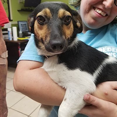 Joplin Mo Beagle Meet Grace A Dog For Adoption Pet Adoption
