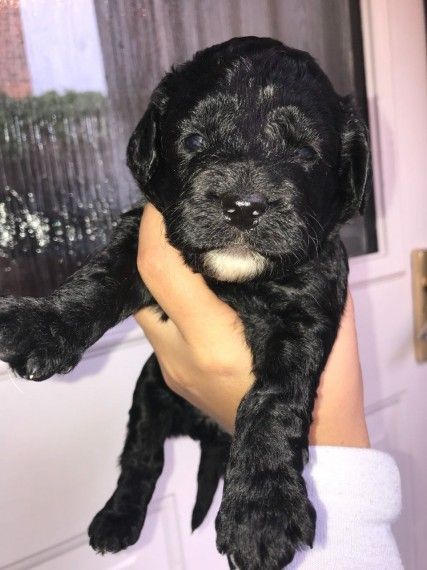 Toy Cockapoo S Toy Cockapoo Cockapoo Pup