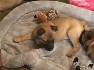 Patterson Ca Belgian Malinois Meet Asia A Dog For Adoption Malinois Belgian Malinois Dog Adoption