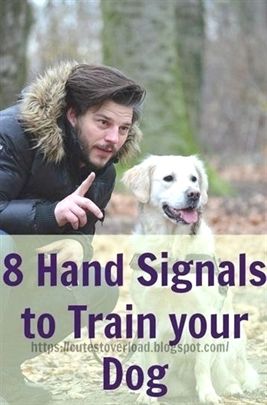 Dog Training Leash Dog Training Pictures Dog Training 46350