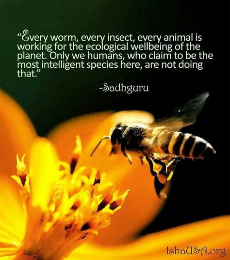 Image result for Bee