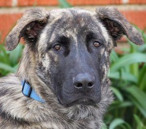 German Shepherd Great Dane Mix Breed Mixes Great Dane Mix