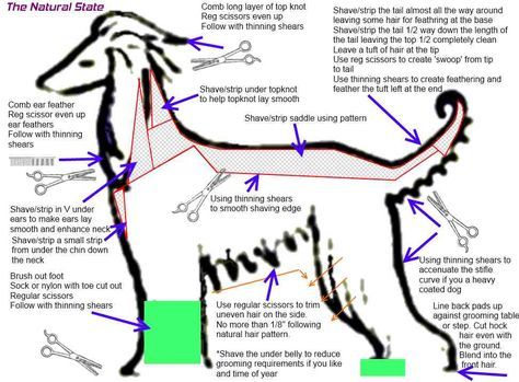 Grooming Afghan Hound Ibizan Hound Dog Grooming