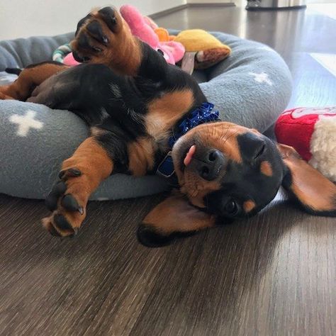 The Diverse Dachshund Breed Cute Dog Pictures Cute Dogs
