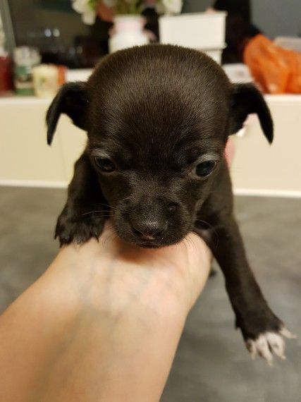 Chihuahua X Jackrussell Chihuahua Cute Baby Animals Baby Tortoise