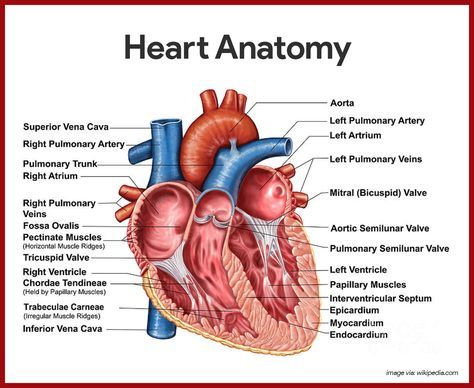 Cardiovascular System Anatomy And Physiology Anatomy