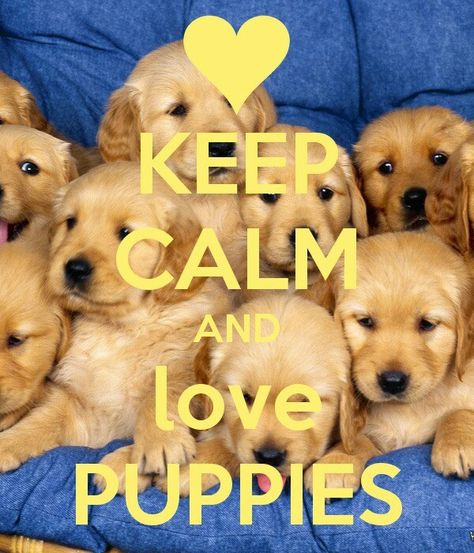 Keep Calm And Love Puppies Puppy Quotes Cute Puppies Puppies