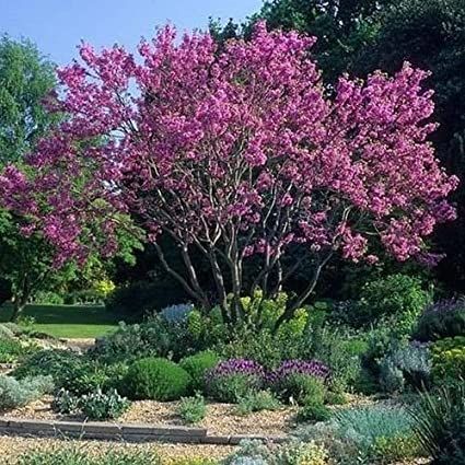 Judas Tree Seeds Cercis Siliquastrum 25seeds Garden Outdoor In 2020 Judas Semillas De árbol árboles De Crecimiento Rápido árboles Pequeños