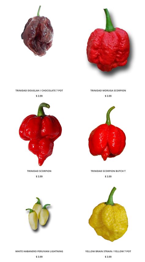 seeds Capsicum annuum 30 Samen Pimientos Piquillo seeds Capsicum annuum 30 Samen Pimientos Piquillo