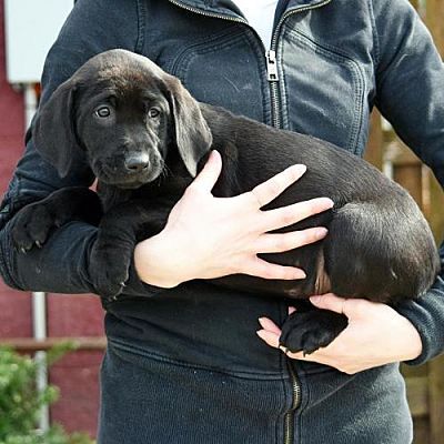 Huntley Il Labrador Retriever Meet Laura A Pet For Adoption