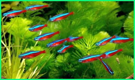 cardinal tetra fish vs