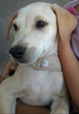 Pin By Roberto Palomino On Dogs Labrador Retriever Dogs Labrador