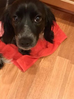Rarity Adoptable Dog Young Female Dachshund Dog Adoption