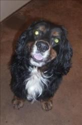 Dakota Is An Adoptable Cocker Spaniel Dog In Lexington Ky Hi My