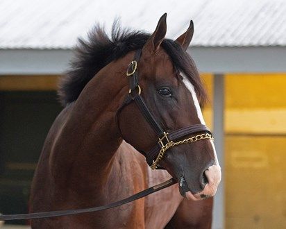 War Of Will With David Carroll Up Goes Back To Track First Time