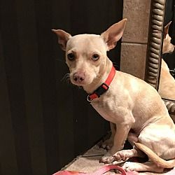 Pictures Of A Pudgie A Chihuahua For Adoption In Seattle Wa Who