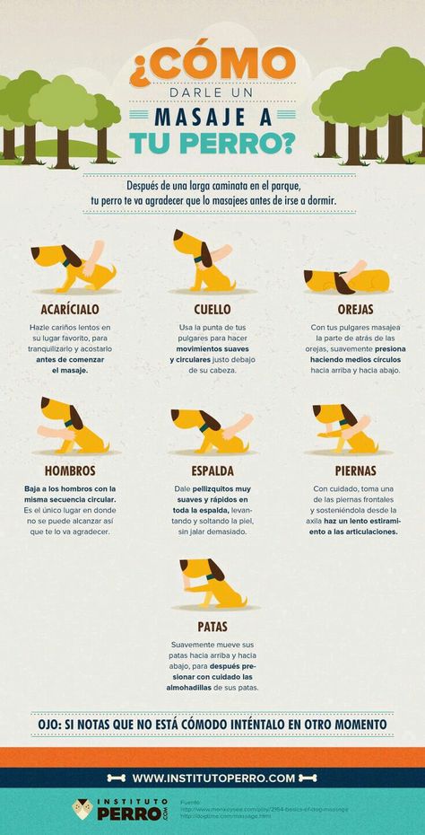 120 Ideas De Dog Perros Mascotas Cosas Para Perros