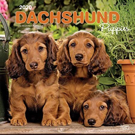 Epub Dachshund Puppies 2020 12 X 12 Inch Monthly Square Wall
