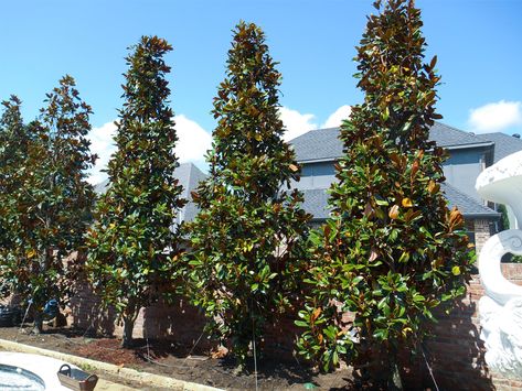 DD Blanchard Magnolia - Dallas, Texas - Treeland Nursery | Privacy