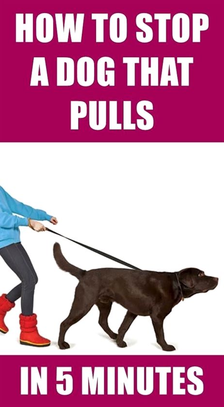 Dog Training Long Line Dog Training Vlog Dog Training With