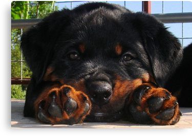 Cute Rottweiler Puppy Resting Head Between Paws Canvas Print