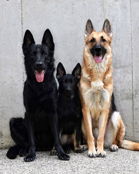 Tips To Getting Homeowners Insurance After Dog Bite Incident Dog