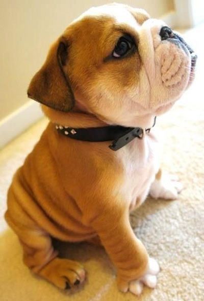English Bulldog Puppy Too Adorable Cute Animals Baby