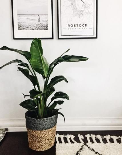 Best Plants Indoor Big Planters Ideas