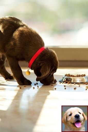 Dog Behavior Veterinary And Clicker Training Dog Name Dog