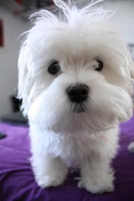 Look At That Little Muppet Face Maltese Maltese Puppy Puppies