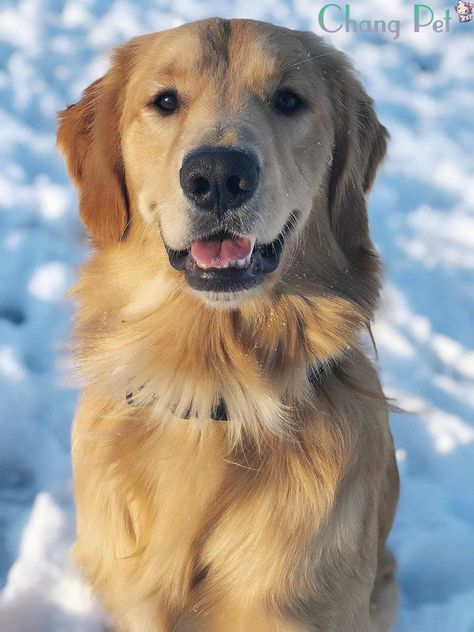 Golden Ritriever 24
