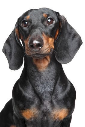 Introduction To The Dachshund Dachshund Means Badger Dog In