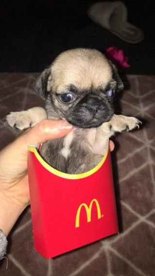 Pug Puppies Chatham Kent Pets4homes Pug Puppies Puppies Pugs