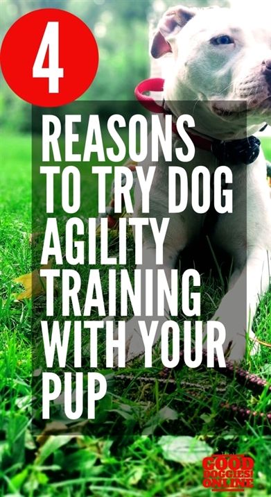 Dog Training Harrisburg Pa Dog Training Richmond Va Dog