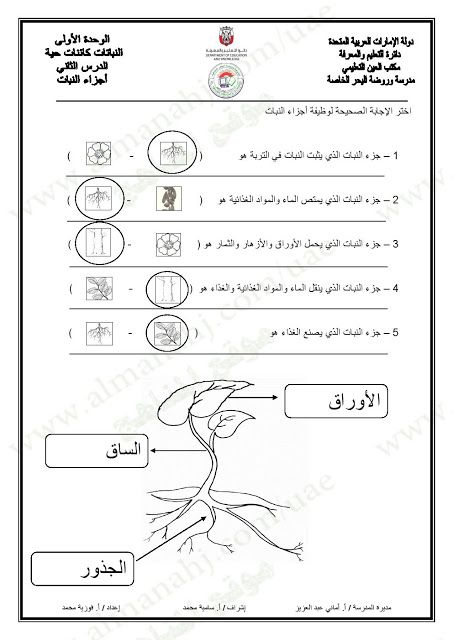 أوراق عمل درس أجزاء النبات مع الحل الصف الأول علوم الفصل الأول 2017 2018 المناهج الإماراتية Business Solutions Math Solutions