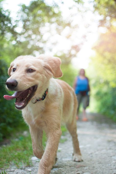 Why Do Dogs Destroy Their Toys The Surprising Reason Behind It