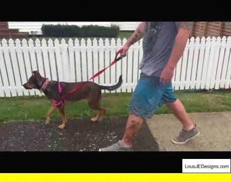 Pics Of Dog Obedience Tips Diy Schedule And Other Ideas Also