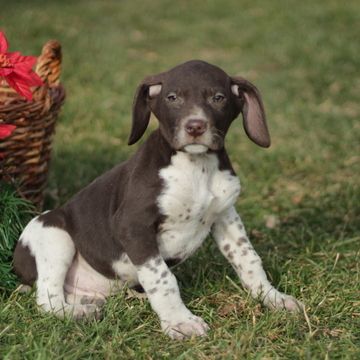 German Shorthaired Pointer Puppy For Sale In Gap Pa Adn 57691 On