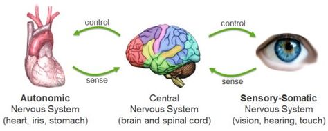 somatic nervous system